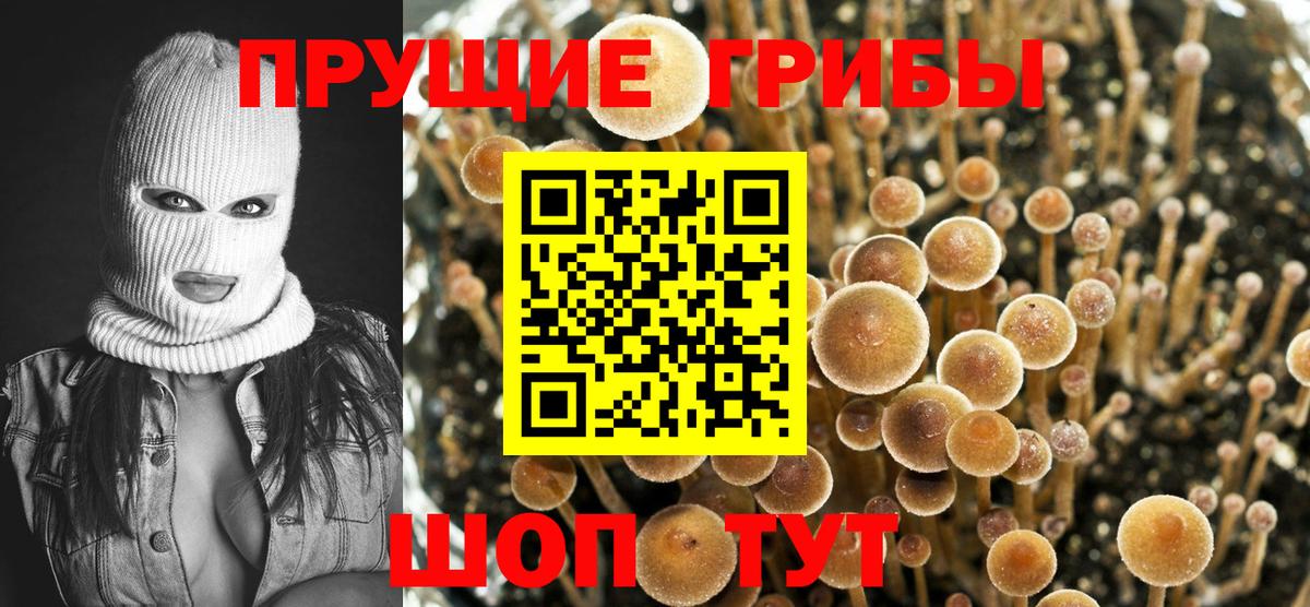 Галлюциногенные грибы Psilocybine cubensis Ногинск